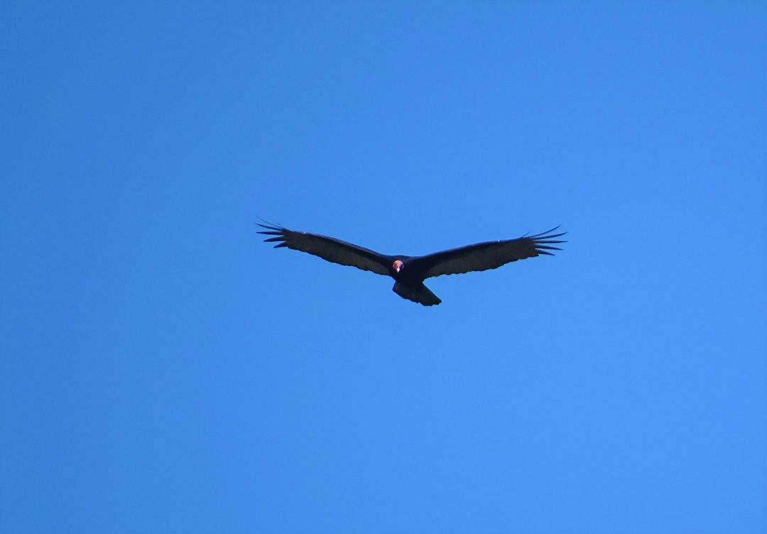Turkey Vulture - ML647363096