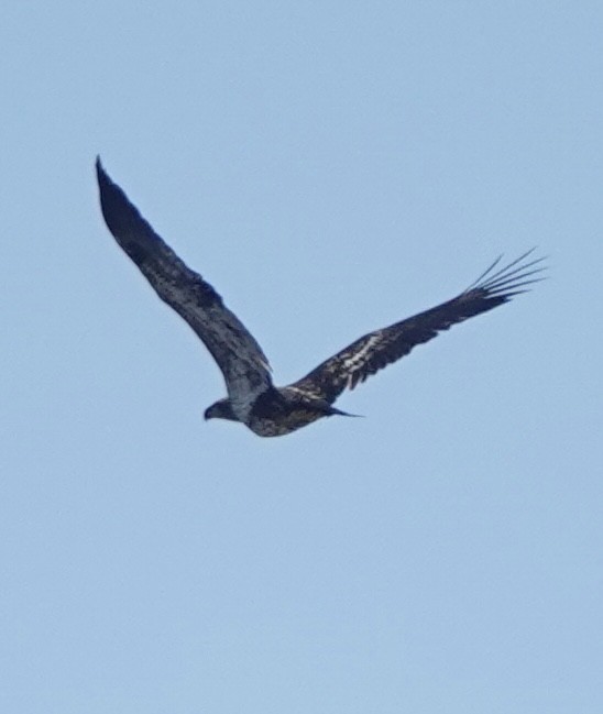 Bald Eagle - ML647363102