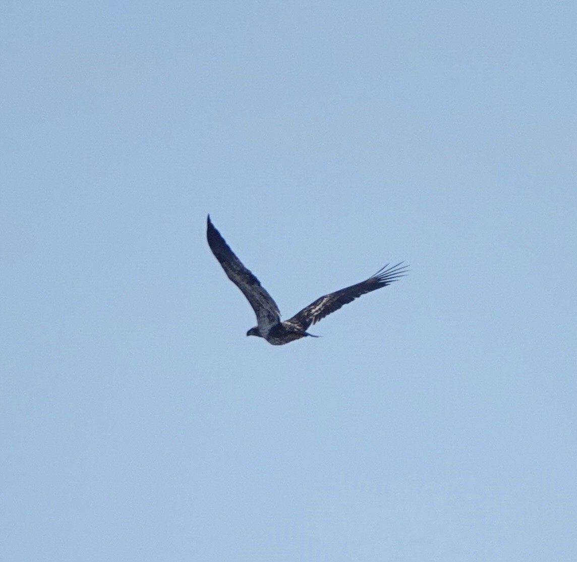 Bald Eagle - ML647363103