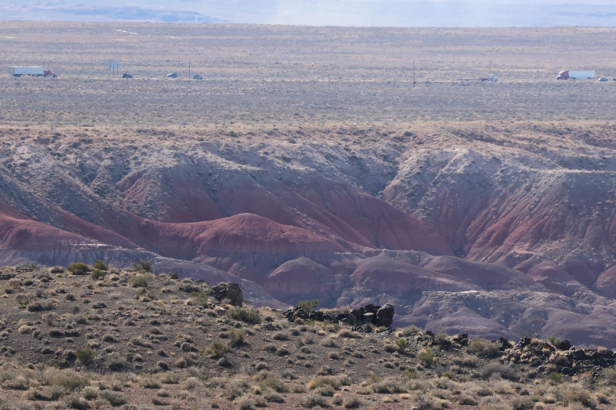 Red-tailed Hawk - ML647363109