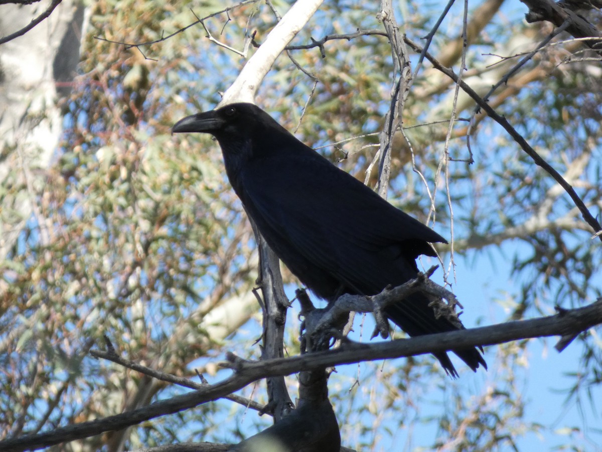 עורב שחור - ML647363111