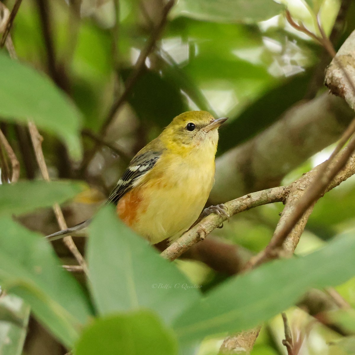 Reinita Castaña - ML647363116