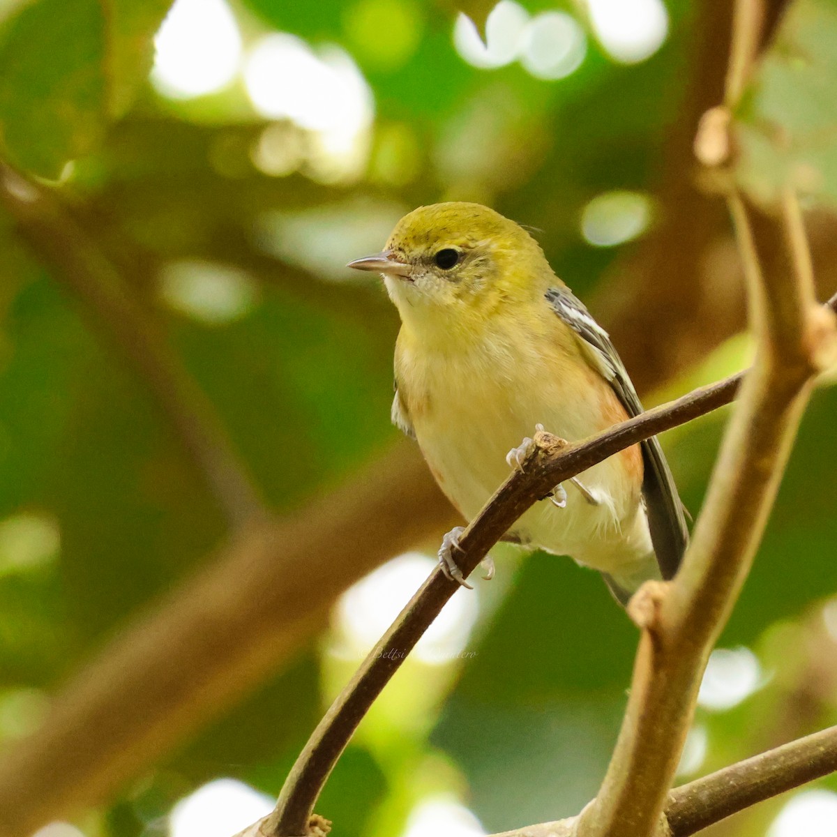 Reinita Castaña - ML647363117