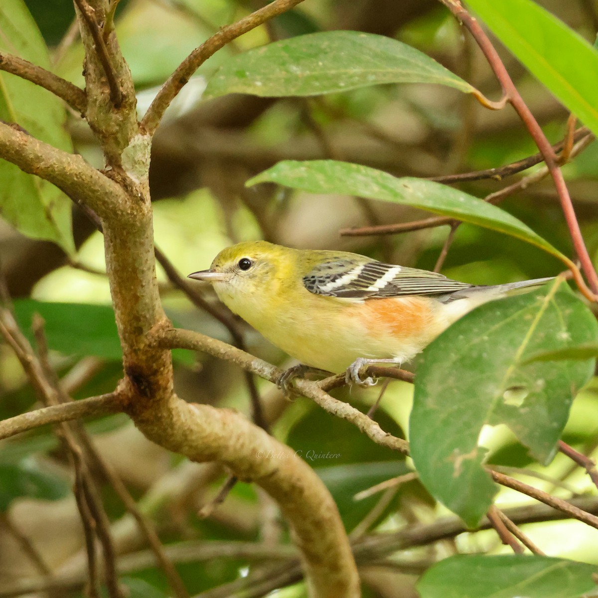 Reinita Castaña - ML647363118