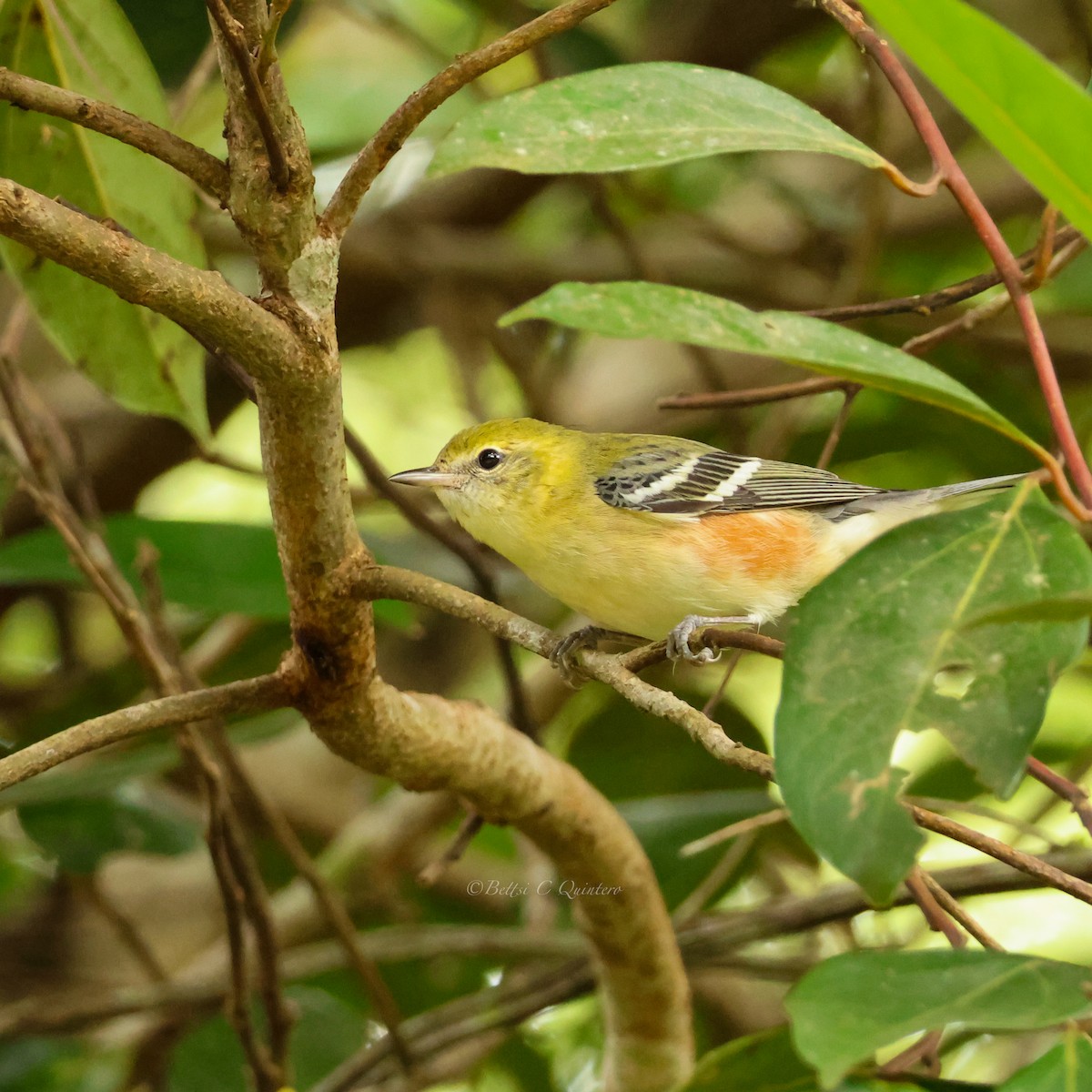 Reinita Castaña - ML647363119