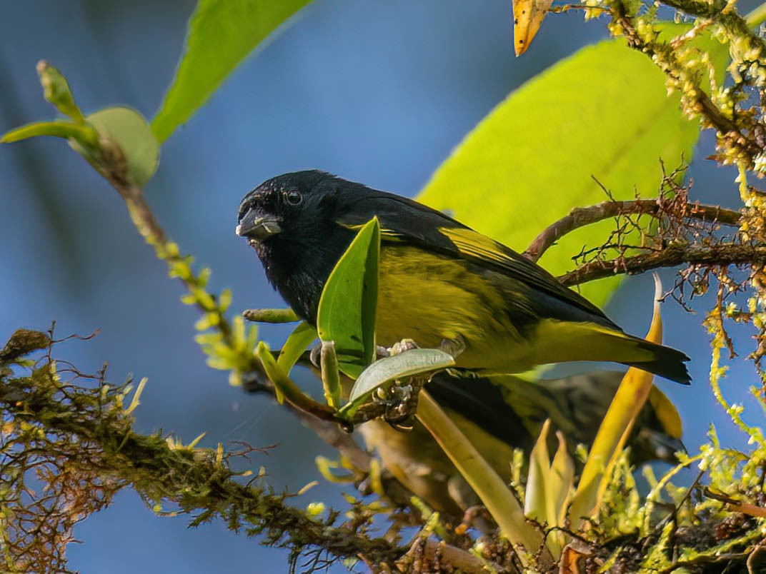 Yellow-bellied Siskin - ML647363126