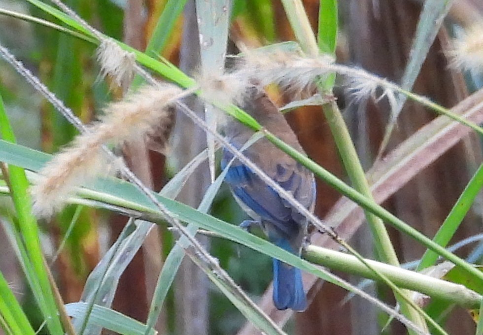 Indigo Bunting - ML647363140