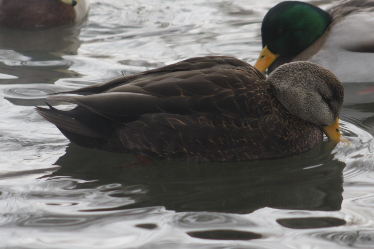 American Black Duck - ML647363144