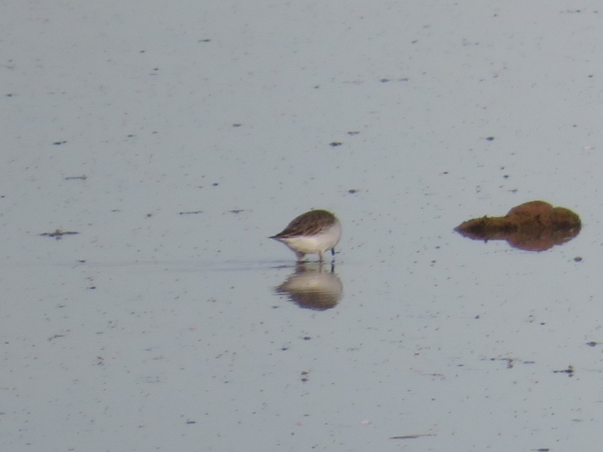 Gambecchio dell'Alaska - ML647363146