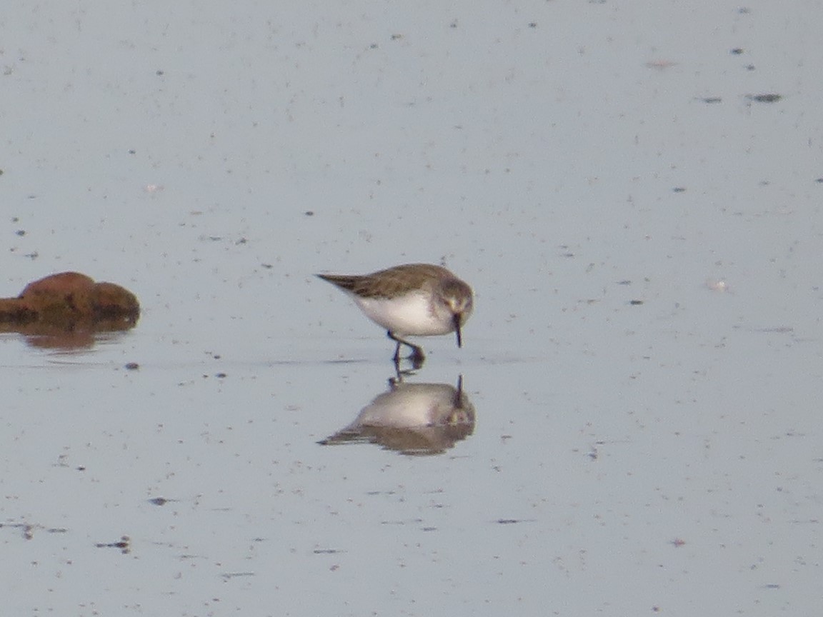 Gambecchio dell'Alaska - ML647363148