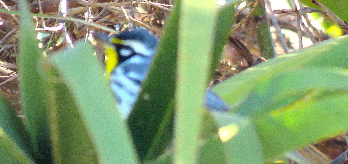 Yellow-throated Warbler - ML647363149
