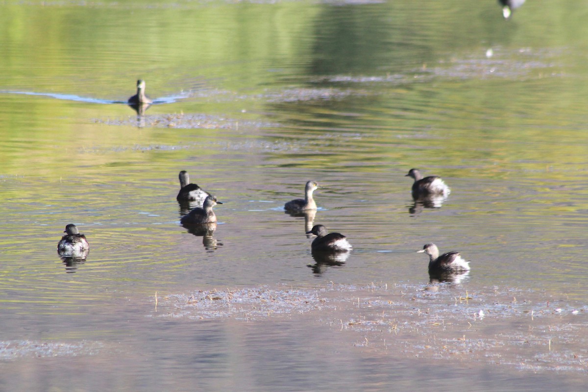 Least Grebe - ML647363167