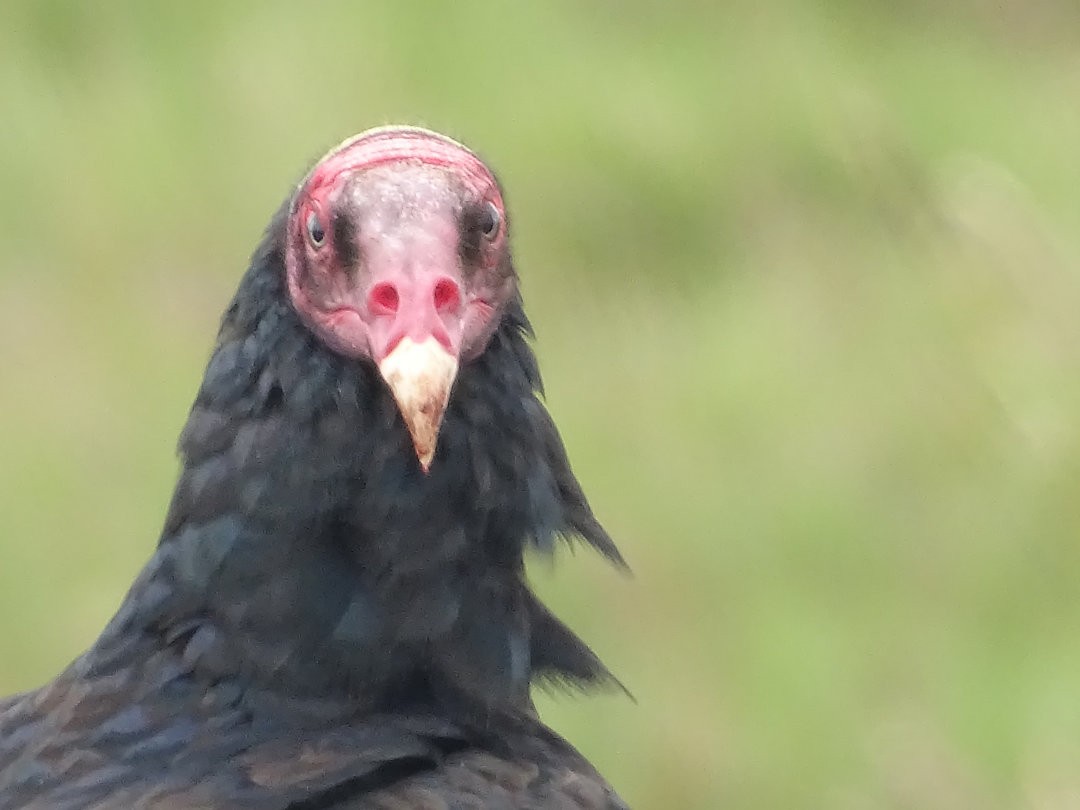 Turkey Vulture - ML647363168