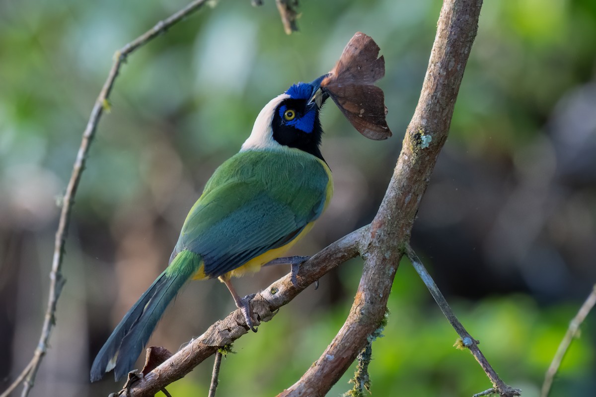 Green Jay (Inca) - ML647363176