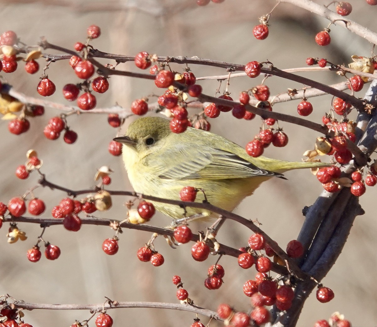 Northern Yellow Warbler - ML647363181