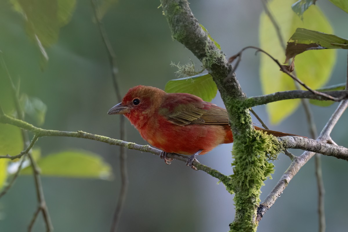 להבית אדומה - ML647363191