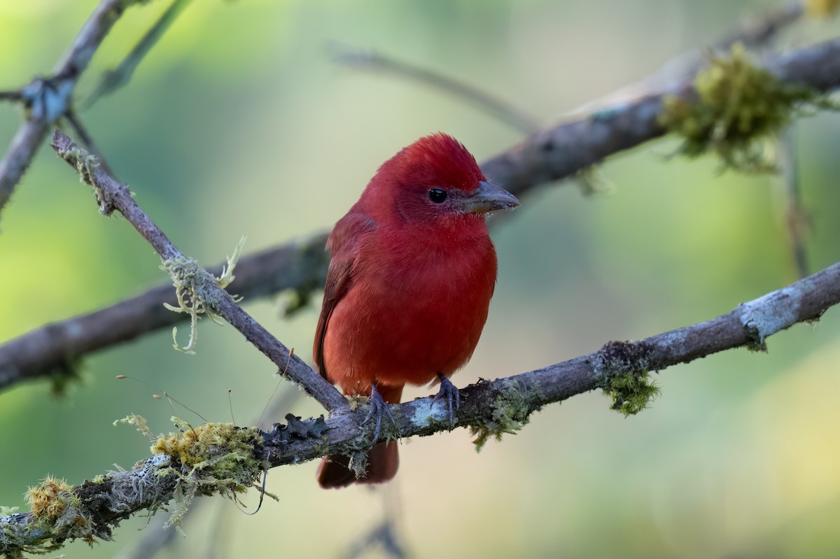 להבית אדומה - ML647363192