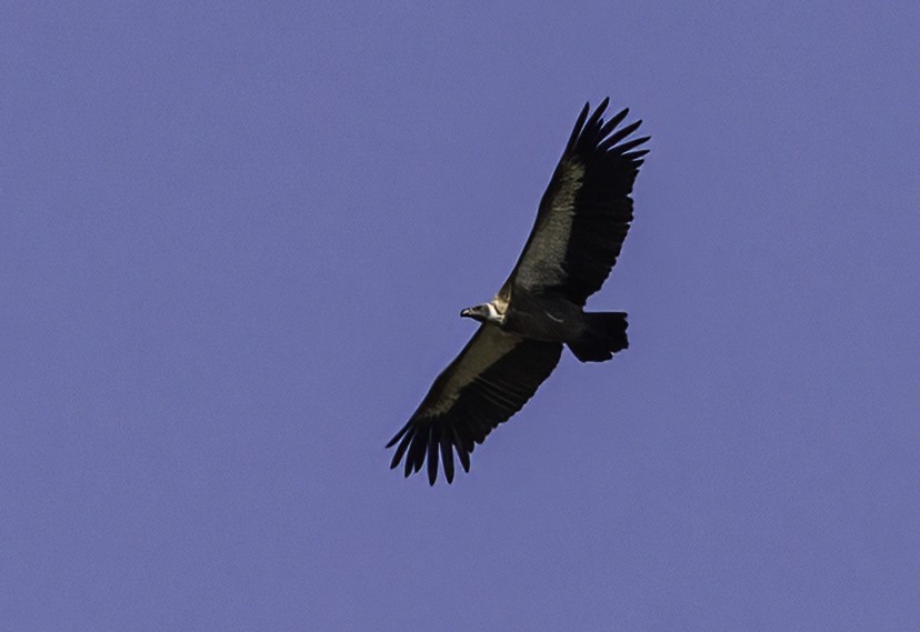 White-backed Vulture - ML647363195