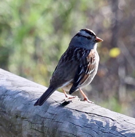 Chingolo Coroniblanco - ML647363201