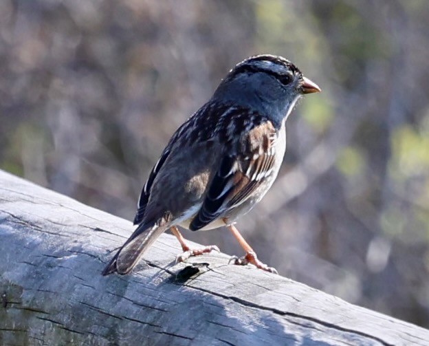 Chingolo Coroniblanco - ML647363203