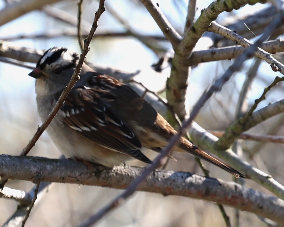 Chingolo Coroniblanco - ML647363222