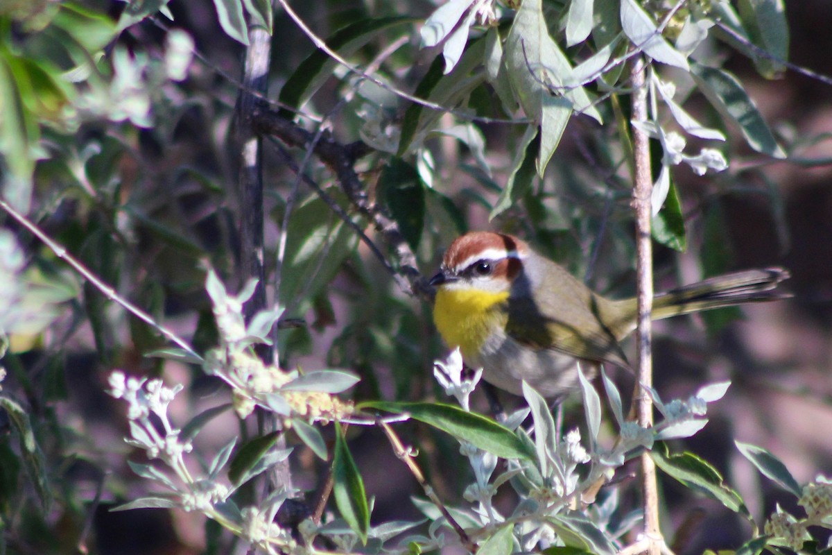 Rufous-capped Warbler (rufifrons Group) - ML647363232
