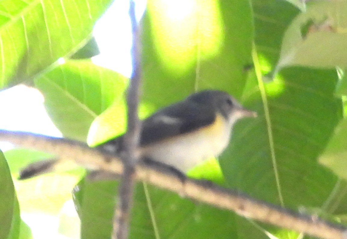 סבכון חכלילי - ML647363246