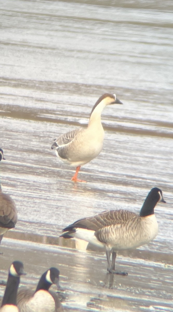 Гуска китайська - ML647363247