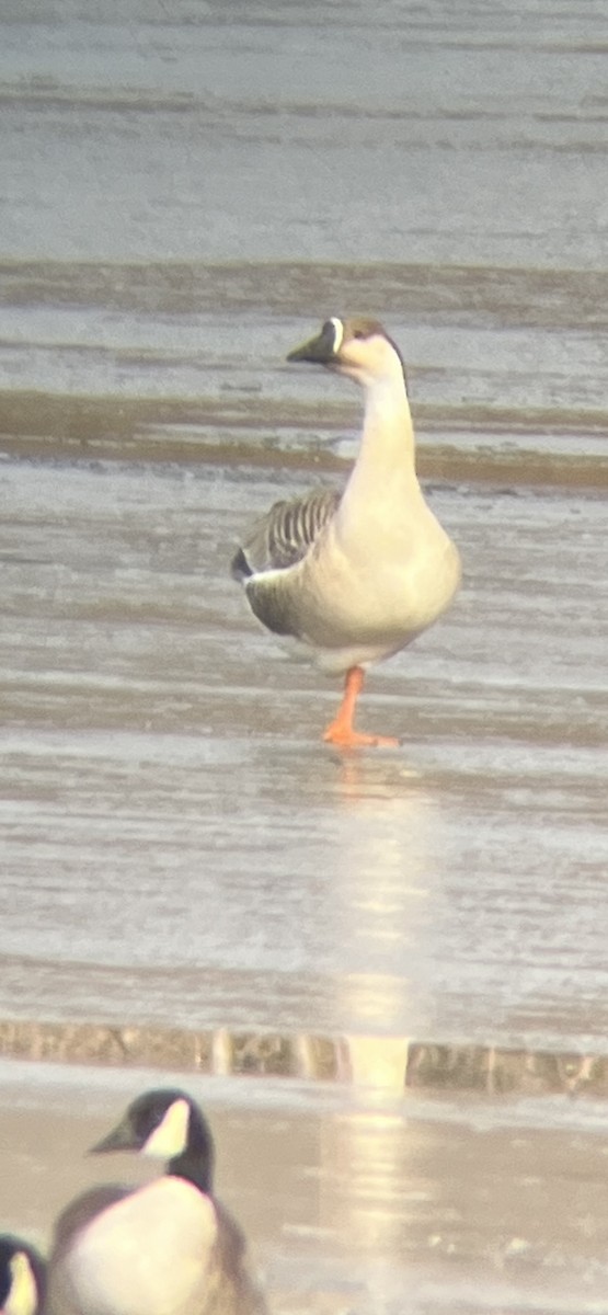 Гуска китайська - ML647363248