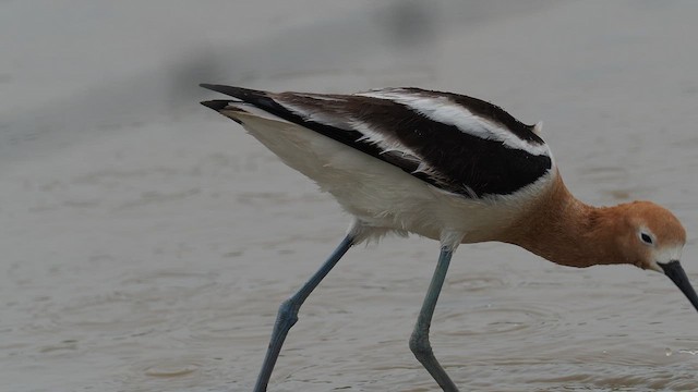 American Avocet - ML647363262