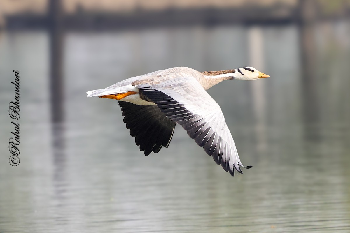 Bar-headed Goose - ML647363292