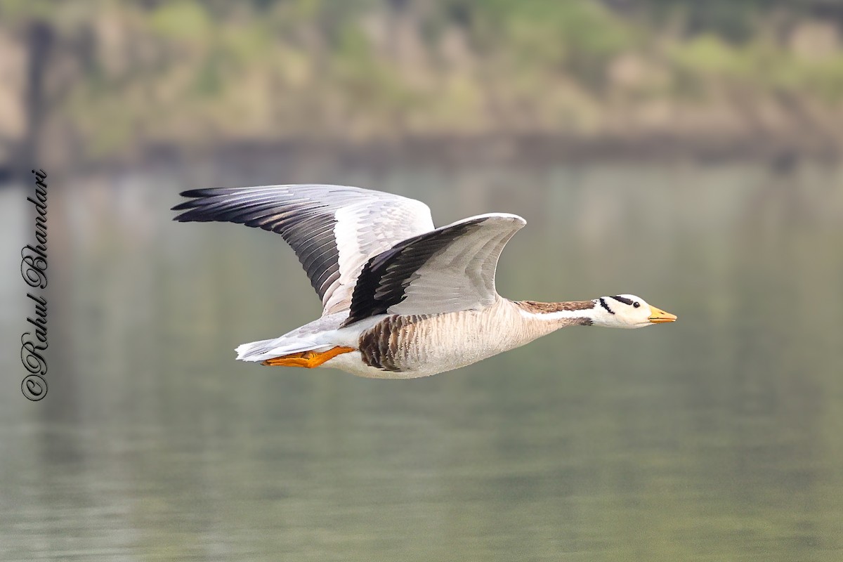 Bar-headed Goose - ML647363293