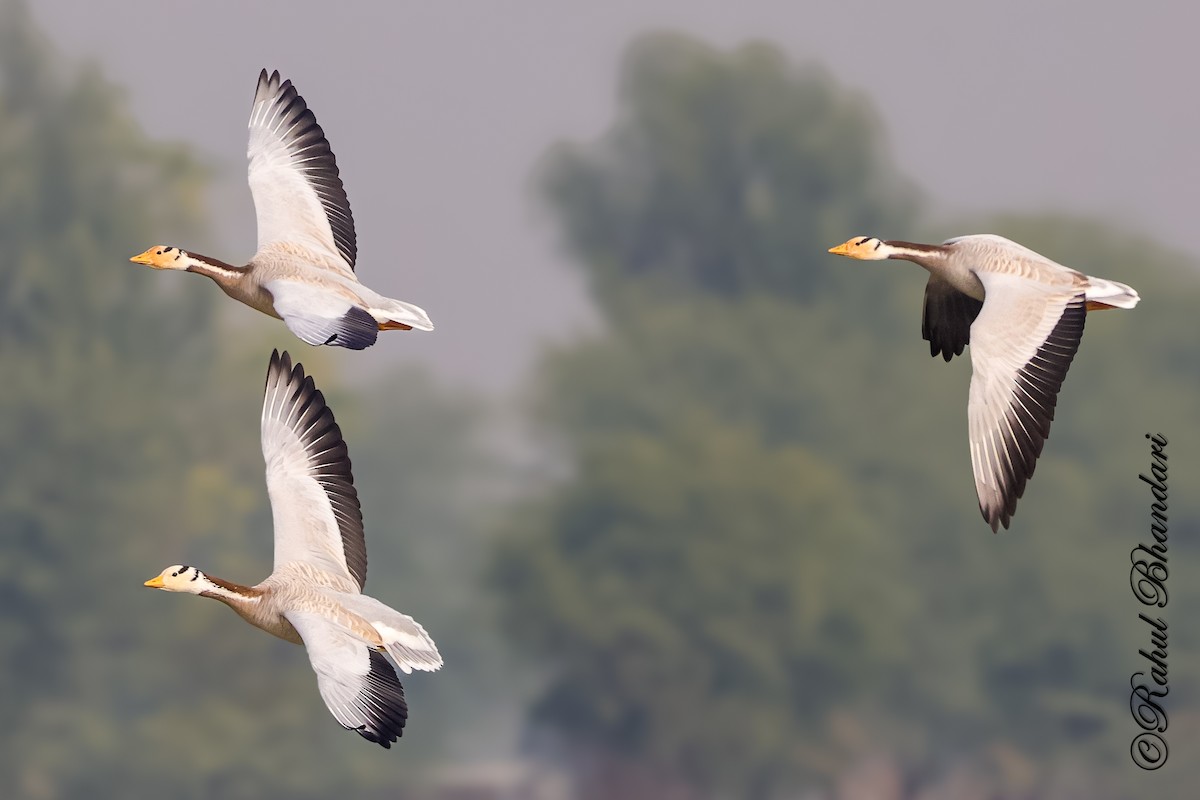 Bar-headed Goose - ML647363296