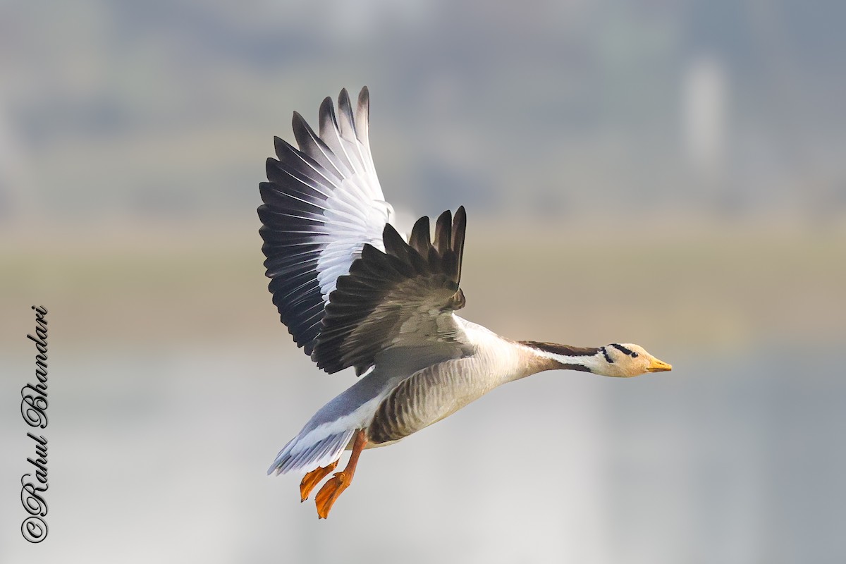 Bar-headed Goose - ML647363297