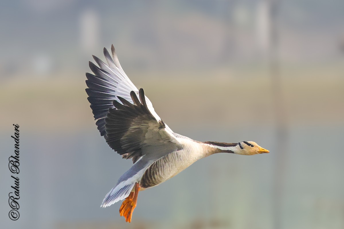 Bar-headed Goose - ML647363298