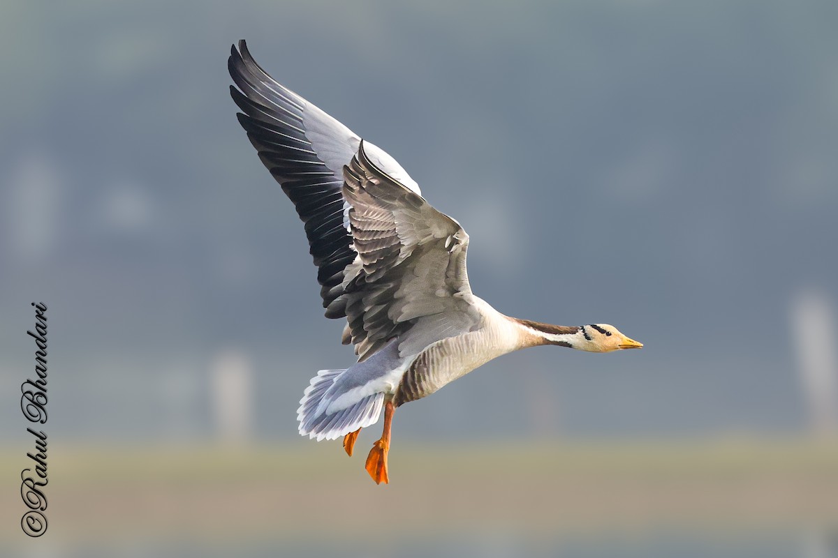 Bar-headed Goose - ML647363299