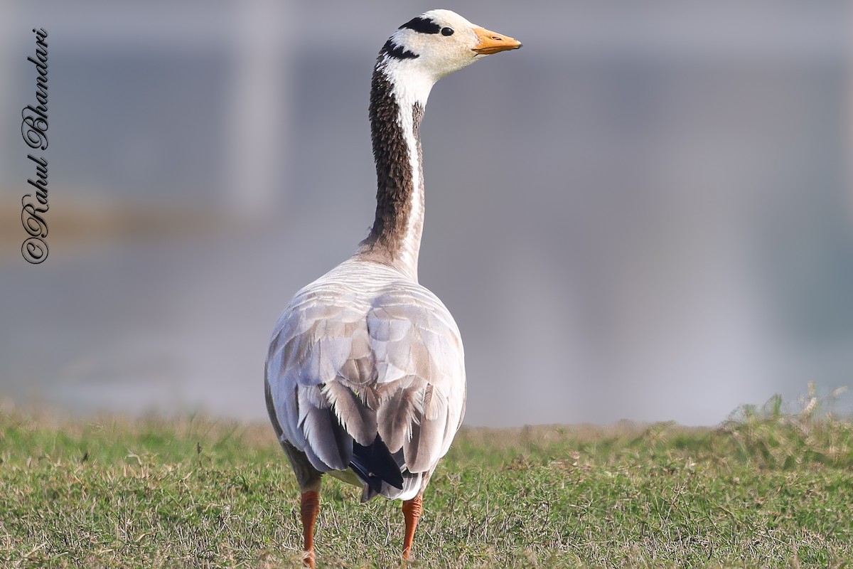 Bar-headed Goose - ML647363300