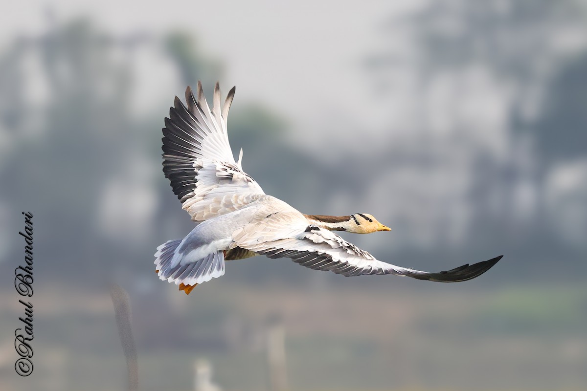 Bar-headed Goose - ML647363301
