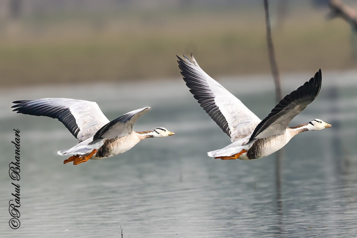 Bar-headed Goose - ML647363302
