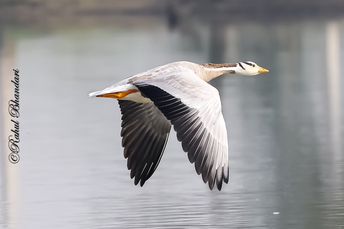 Bar-headed Goose - ML647363303