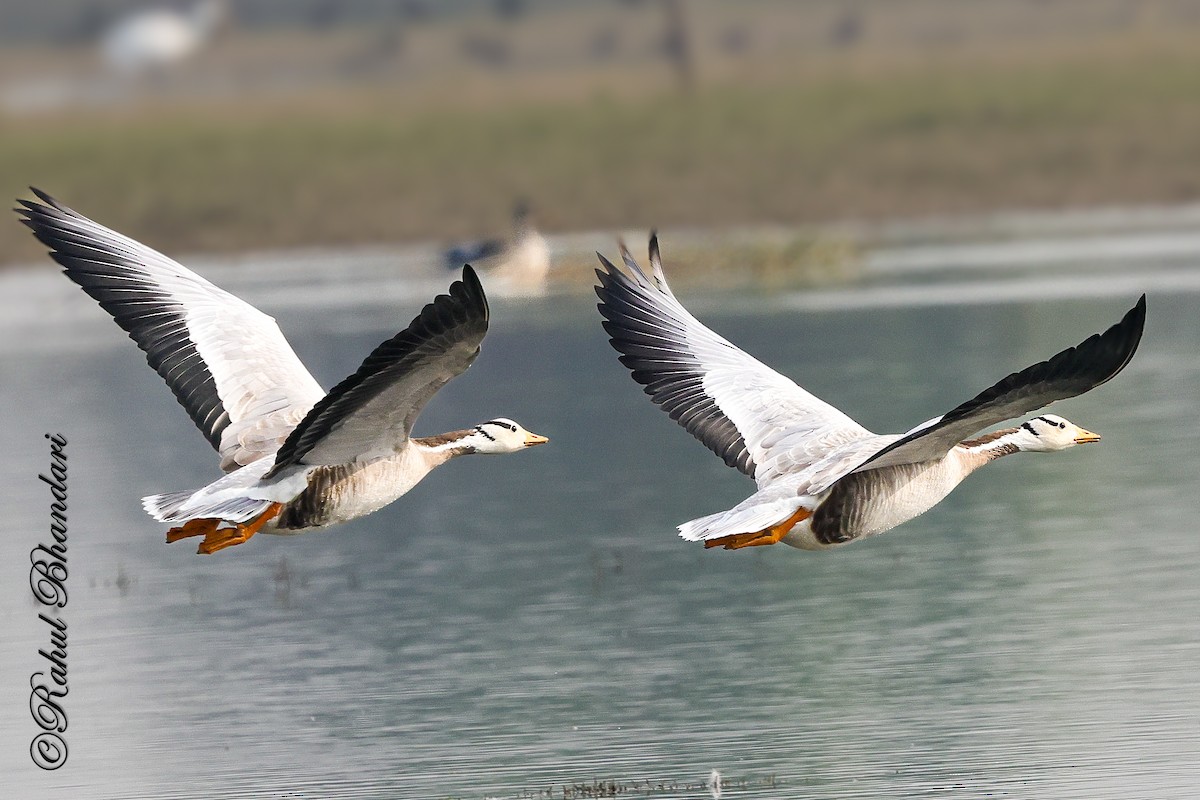 Bar-headed Goose - ML647363304