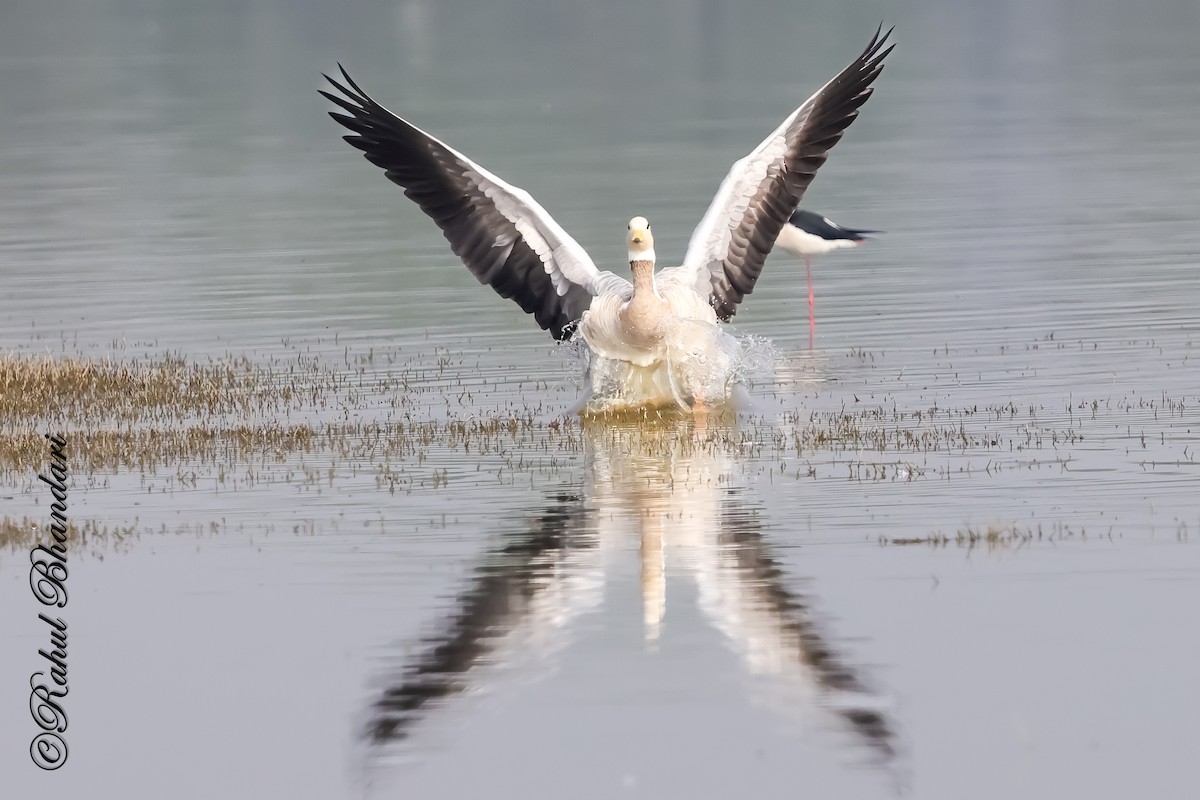 Bar-headed Goose - ML647363305