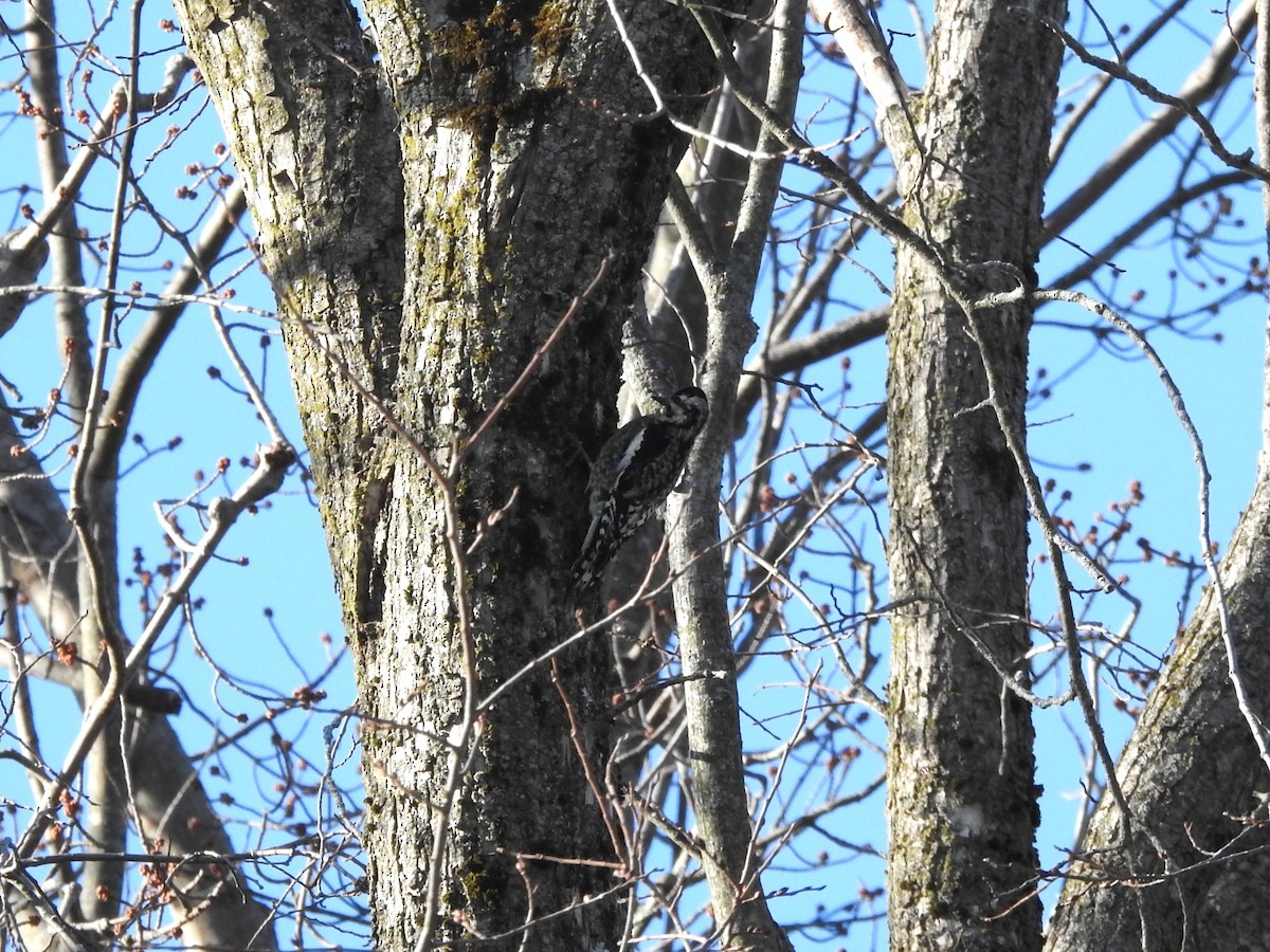 Yellow-bellied Sapsucker - ML647363308