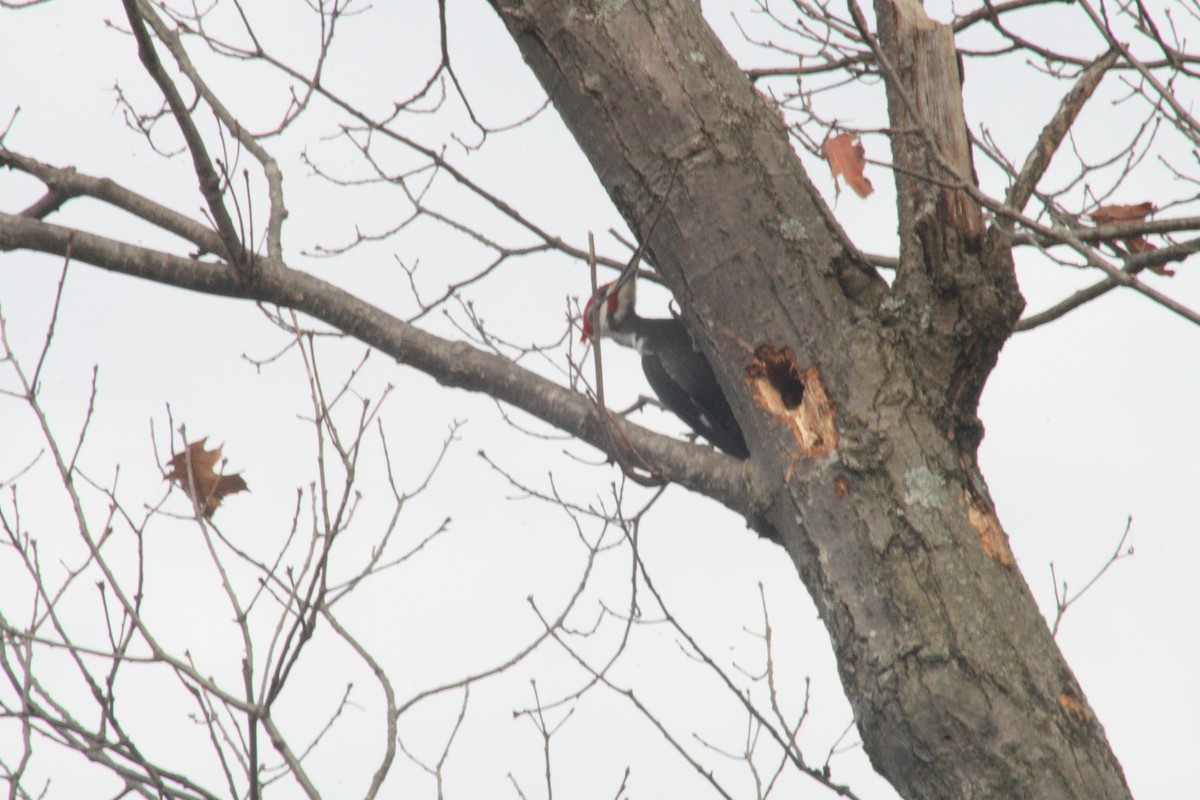 Pileated Woodpecker - ML647363314