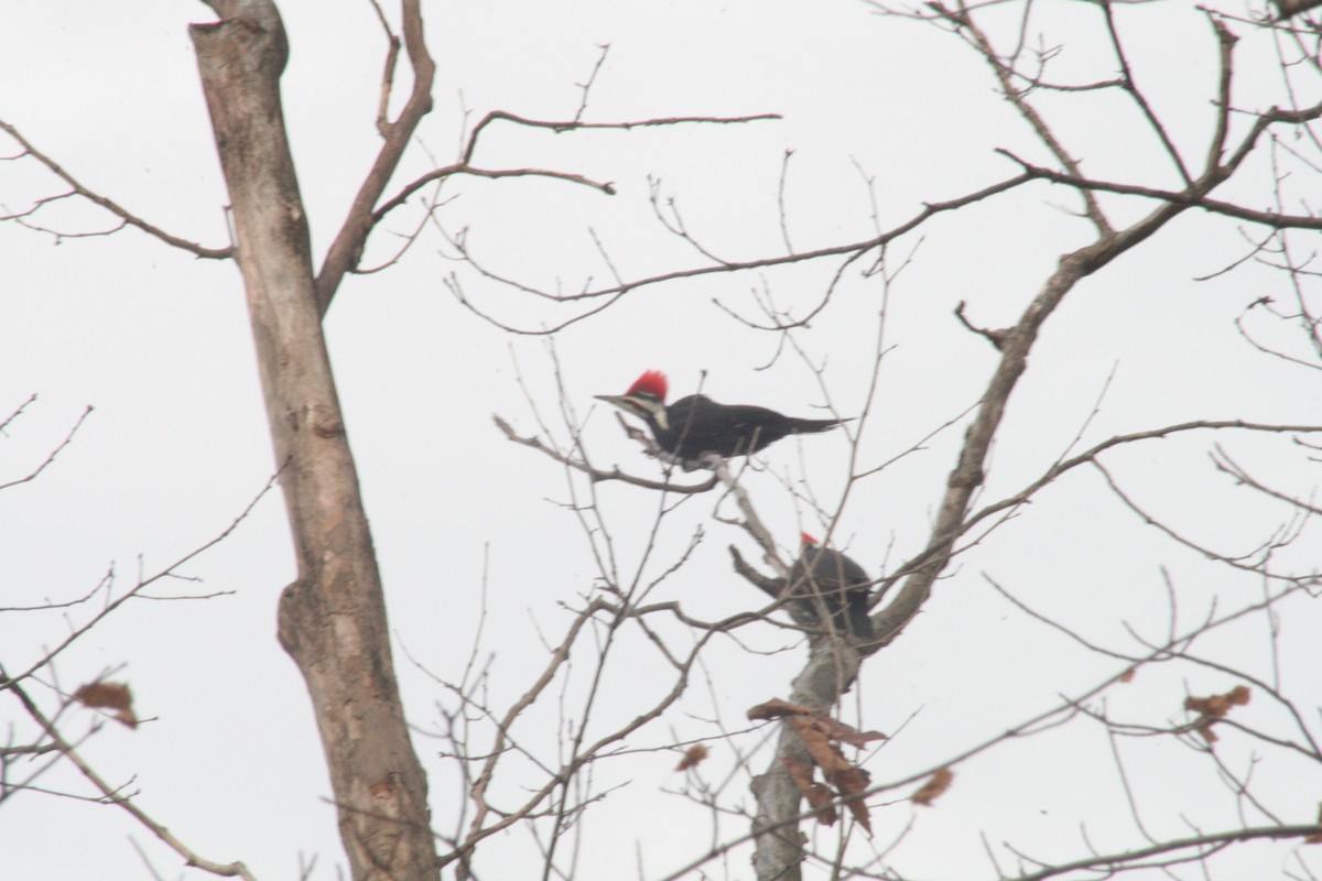 Pileated Woodpecker - ML647363315