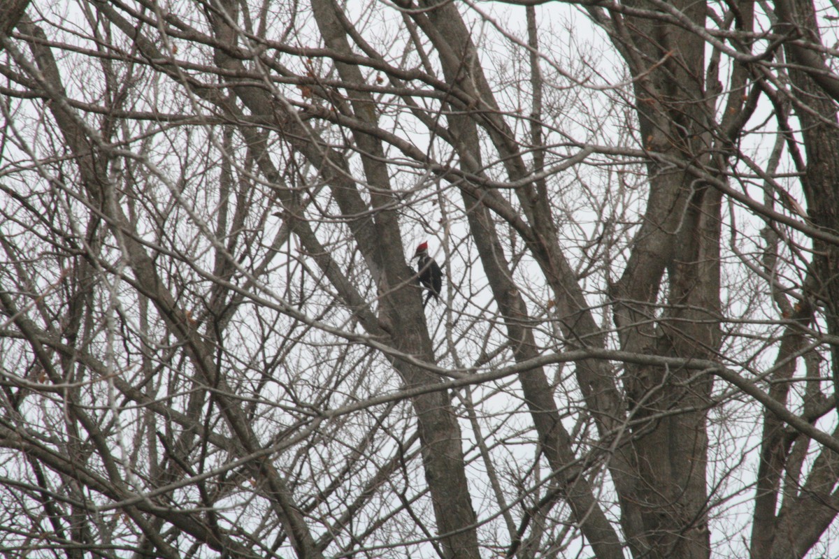 Pileated Woodpecker - ML647363316