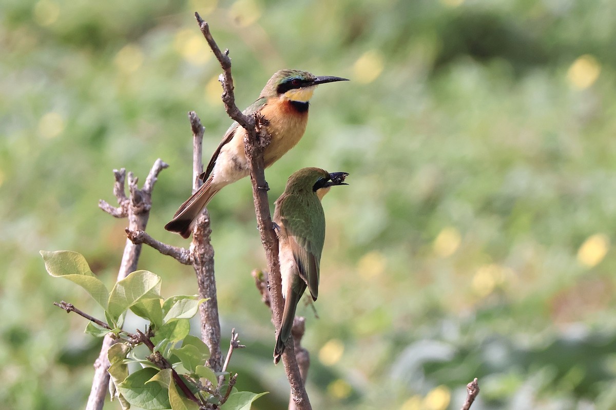 Little Bee-eater - ML647363317