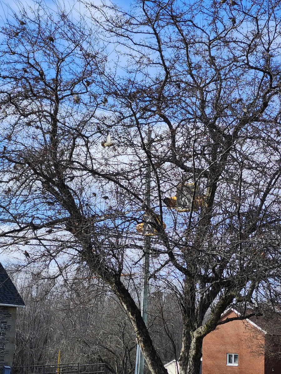 Ampelis Europeo - ML647363318