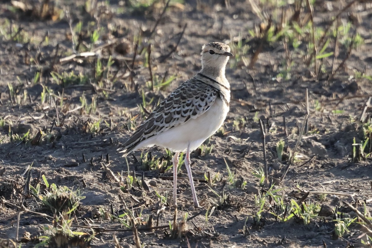 Бігунець смугастоволий - ML647363320