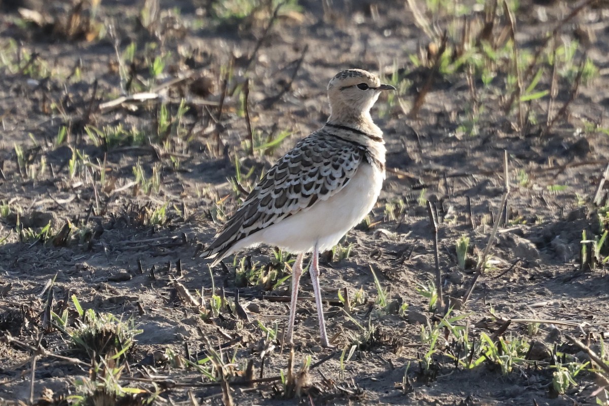 Бігунець смугастоволий - ML647363321